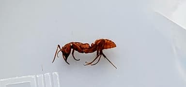 Polyergus breviceps — colony photo 24