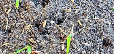 Polyergus breviceps — colony photo 25