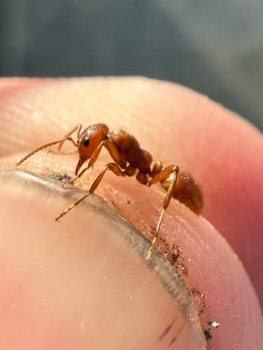 Polyergus breviceps — queen photo 26