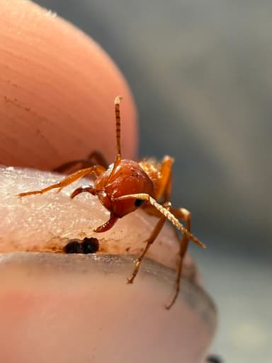 Polyergus breviceps — queen photo 27