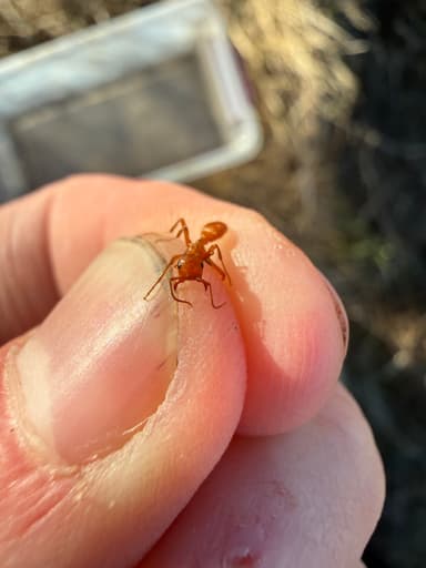 Polyergus breviceps — queen photo 28