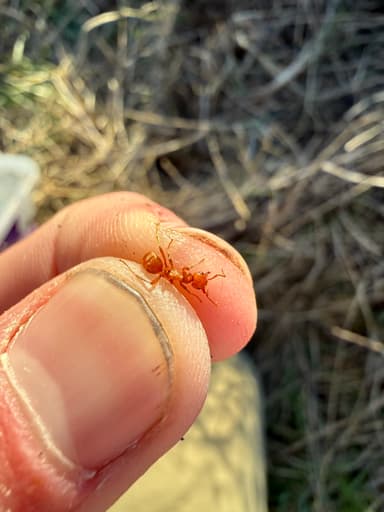 Polyergus breviceps — queen photo 29