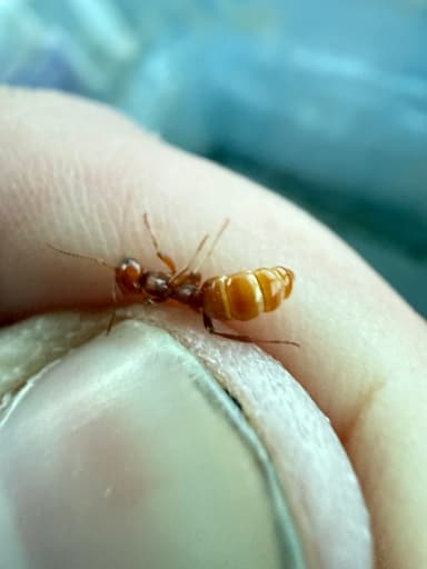 Polyergus breviceps — queen photo 30