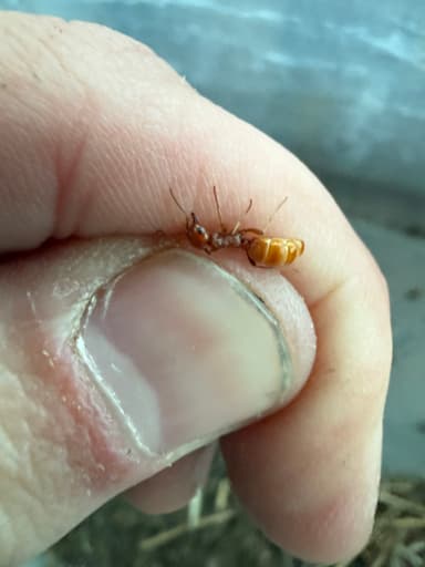 Polyergus breviceps — queen photo 32