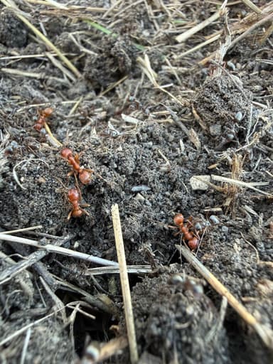 Polyergus breviceps — queen photo 33