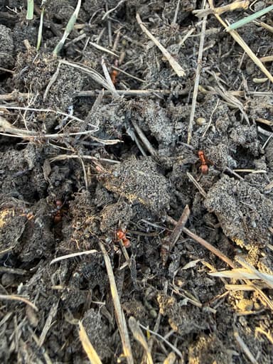 Polyergus breviceps — queen photo 34