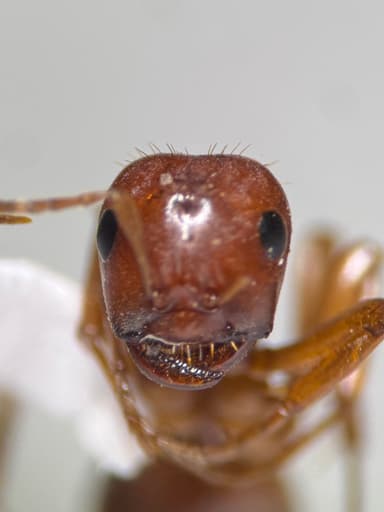 Polyergus breviceps — queen photo 36