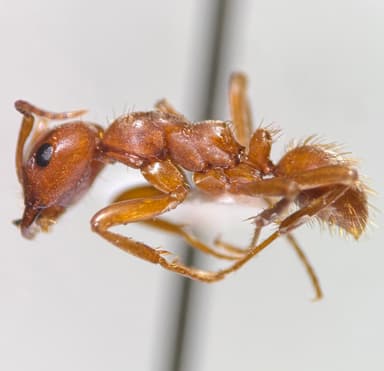 Polyergus breviceps — queen photo 37