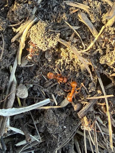 Polyergus breviceps — queen photo 38