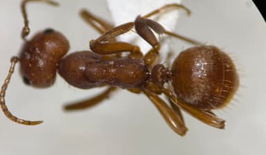 Polyergus breviceps — queen photo 39