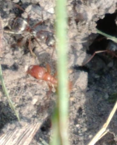 Polyergus breviceps photo 40