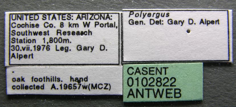 Polyergus breviceps photo 1