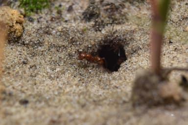 Polyergus lucidus photo 12