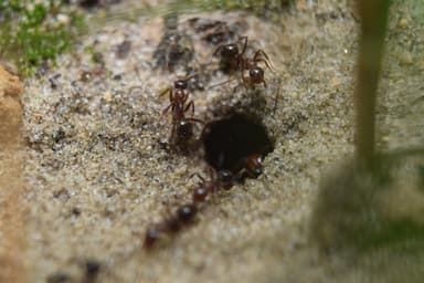 Polyergus lucidus photo 15
