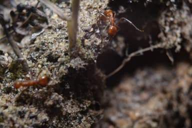 Polyergus lucidus photo 16