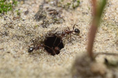 Polyergus lucidus photo 17
