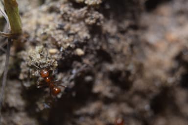 Polyergus lucidus photo 18