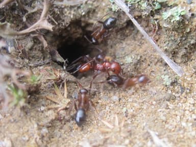 Polyergus lucidus — worker photo 22