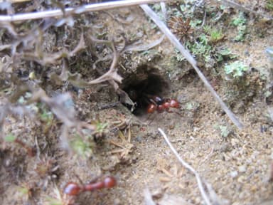 Polyergus lucidus — worker photo 23