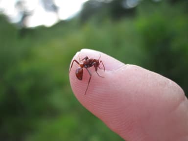 Polyergus lucidus — worker photo 24