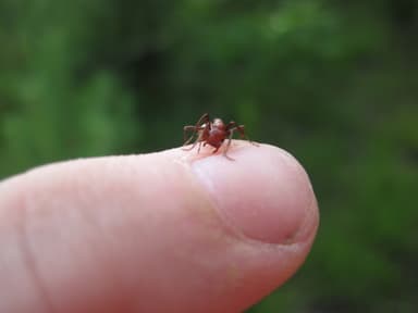 Polyergus lucidus — worker photo 25