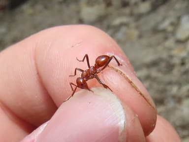 Polyergus lucidus photo 33