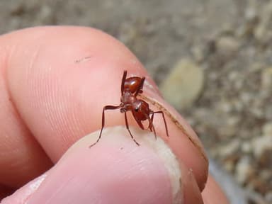 Polyergus lucidus photo 34