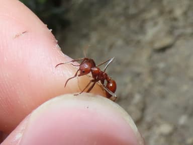 Polyergus lucidus photo 36