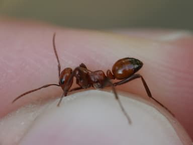 Polyergus lucidus photo 38