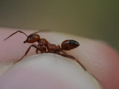 Polyergus lucidus photo 39