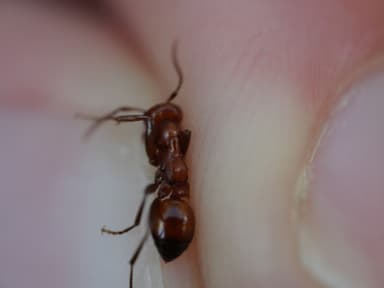 Polyergus lucidus photo 40