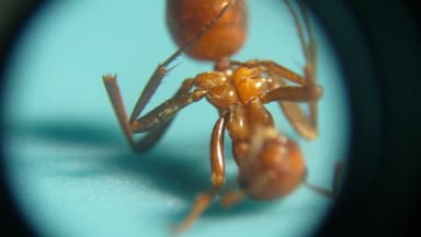Polyergus lucidus photo 49