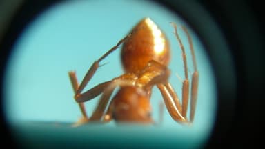 Polyergus lucidus photo 51