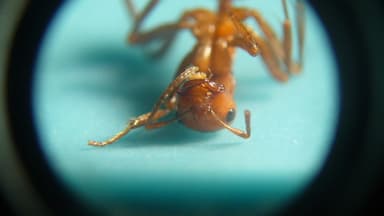 Polyergus lucidus photo 52