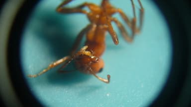 Polyergus lucidus photo 53