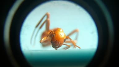 Polyergus lucidus photo 54