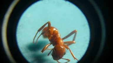 Polyergus lucidus photo 55