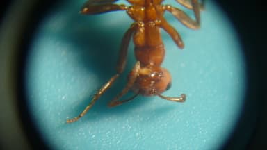 Polyergus lucidus photo 56