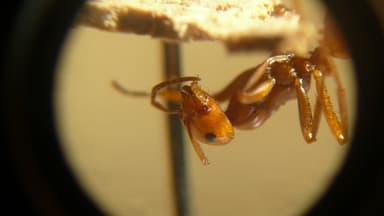 Polyergus lucidus photo 57
