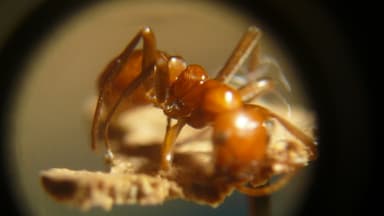 Polyergus lucidus photo 58