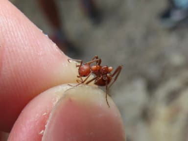 Polyergus lucidus photo 62