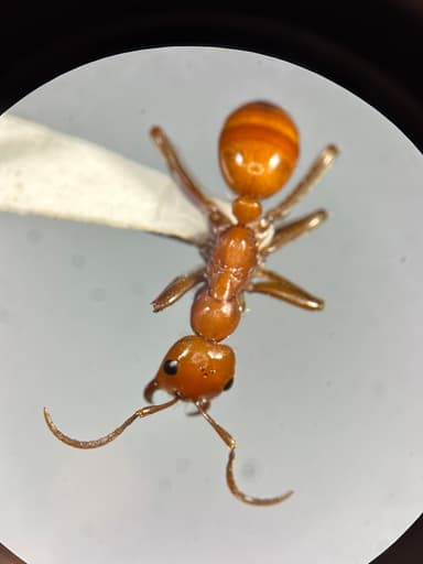 Polyergus lucidus photo 65