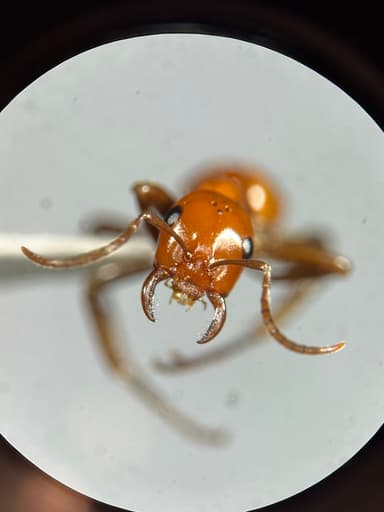 Polyergus lucidus photo 66