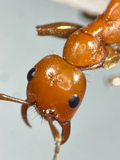 Polyergus lucidus photo 67