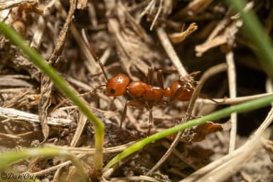 Polyergus lucidus photo 68