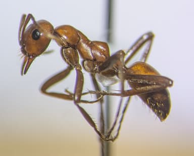 Polyergus lucidus — colony photo 70