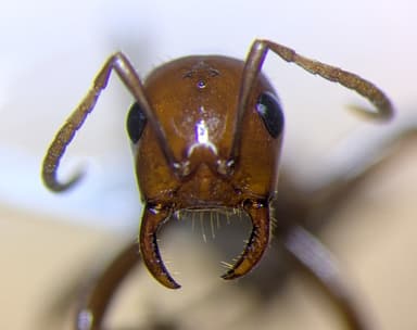 Polyergus lucidus — colony photo 71