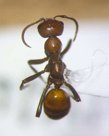 Polyergus lucidus — colony photo 72