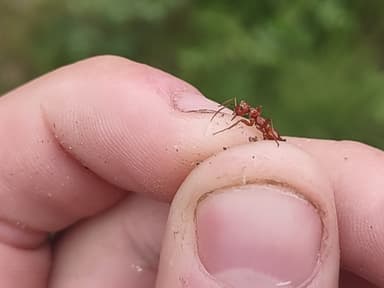 Polyergus lucidus photo 81