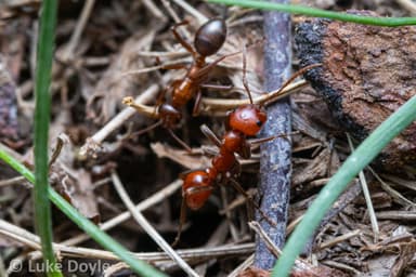 Polyergus lucidus photo 83